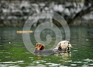 Sea otter