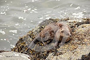 Sea Otter