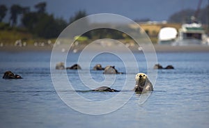 Sea Otter