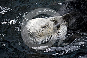 Sea Otter