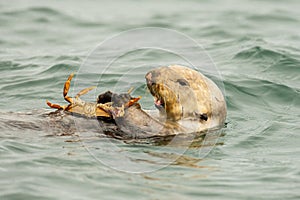 Il mare lontra 