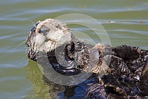 Sea otter baby