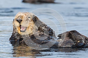 Sea otter covering ears in Morro Bay California