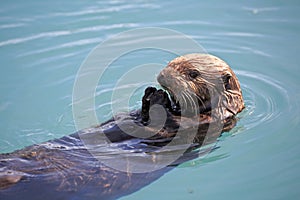 Sea otter eating a shellfish