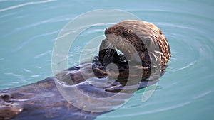 Sea otter eating a shellfish