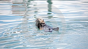 Sea otter eating a shellfish