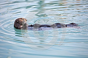 Sea otter eating a shellfish