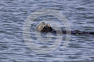 A sea otter eating a snack