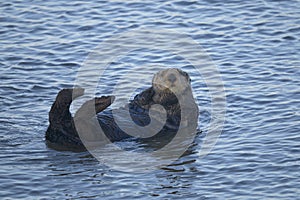 Sea otter, enhydra lutris