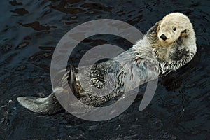 Sea otter Enhydra lutris