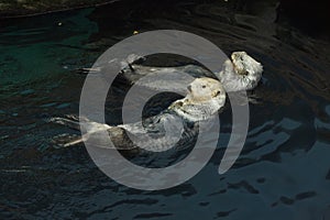 Sea otter Enhydra lutris