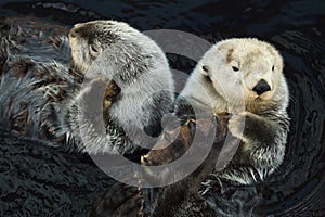 Sea otter Enhydra lutris