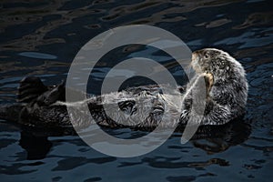 sea otter (Enhydra lutris