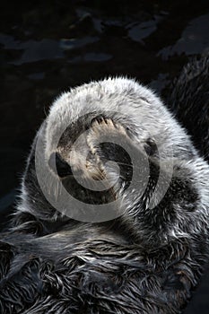 sea otter (Enhydra lutris