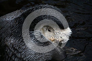 sea otter (Enhydra lutris