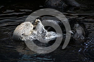 Sea otter Enhydra lutris