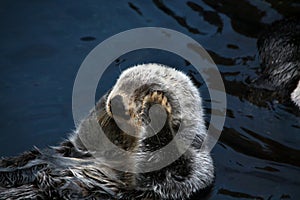 Sea otter Enhydra lutris