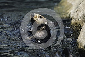 Sea Otter, enhydra lutris