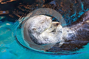 Sea Otter (Enhydra Lutris)