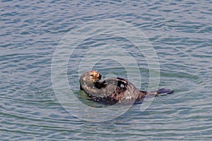 Sea otter - Enhydra lutris