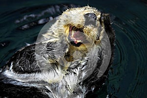 Sea Otter (Enhydra Lutris)