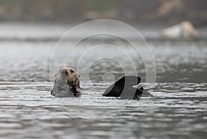 Sea Otter [enhydra lutris] on the central coast of California United States