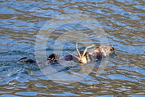 Sea otter [Enhydra lutris] eating a crab in Resurrection Bay in Kenai Fjords National Park on the Kenai peninsula in Seward Alaska