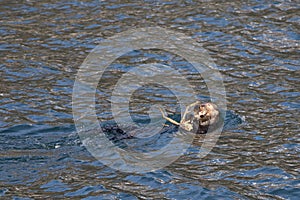 Sea otter [Enhydra lutris] eating a crab in Resurrection Bay in Kenai Fjords National Park on the Kenai peninsula in Seward Alaska