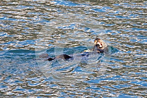 Sea otter [Enhydra lutris] eating a crab in Resurrection Bay in Kenai Fjords National Park on the Kenai peninsula in Seward Alaska