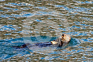 Sea otter [Enhydra lutris] eating a crab in Resurrection Bay in Kenai Fjords National Park on the Kenai peninsula in Seward Alaska