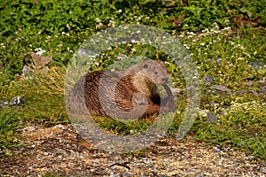 Sea otter or enhydra lutris on a meadow who cleaned