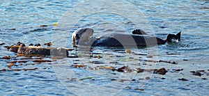 Sea otter [Enhydra lutris] mother with baby pup on the central coast at Morro Bay California USA