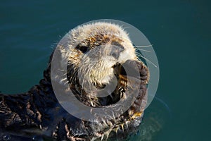 Sea otter, Enhydra lutris, in Pacific ocean
