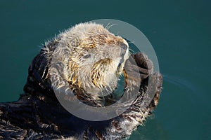 Sea otter, Enhydra lutris, in Pacific ocean