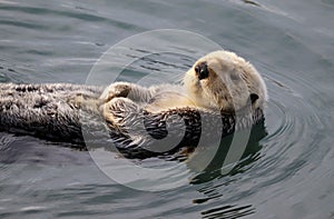 El mar nutria, en Pacífico Océano 