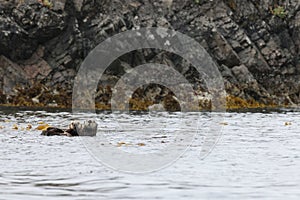 Sea Otter (Enhydra lutris) Vancouver Island, British Columbia, Canada