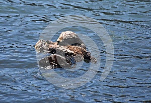 Sea Otter Family Floating in the Pacific Ocean