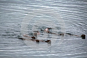 Sea otter fishing as a group, Alaska