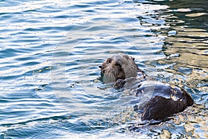 Sea otter floating in Alaska