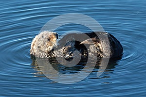 Sea Otter, floating on back.