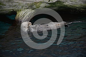 Sea Otter Floating On Its Back