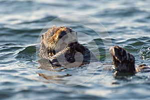 Sea otter floating on its back