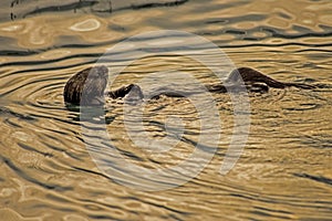 A Sea Otter floating in the ocean feeding on mussles.