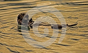 A Sea Otter floating in the ocean feeding on mussles.