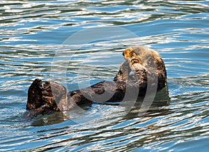 Sea Otter floating in Resurrection Bay near Seward