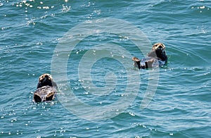 Sea Otter floating in Resurrection Bay near Seward