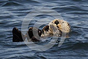 Sea Otter floating in the water