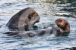 Sea otter grooming at the monterey boat harbor.