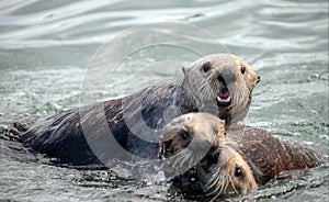 Sea otter with his buddies in coastal Alaska USA