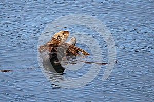 Sea Otter in Kelp Bed photo